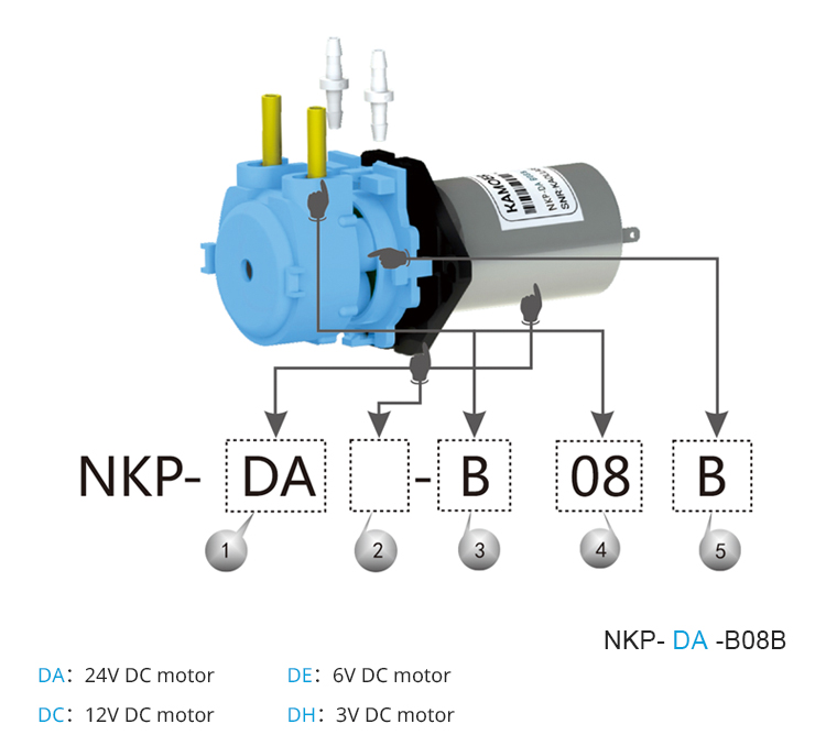 2026 neue NKP 6V 12V 24V DC-Mo – Nutrition & Fitness Class Bewertung und Preis