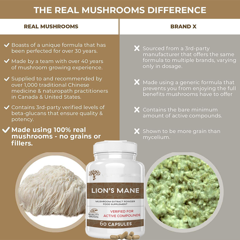 Lion Mane Ganoderma Pilzkapsel – Lion Mane Mushroom Bewertung und Preis